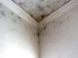 Forensic Mold Investigation in Harrogate, TN