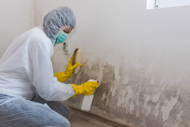 Why You Should Choose Our Mold Remediation Services in Harrogate, TN